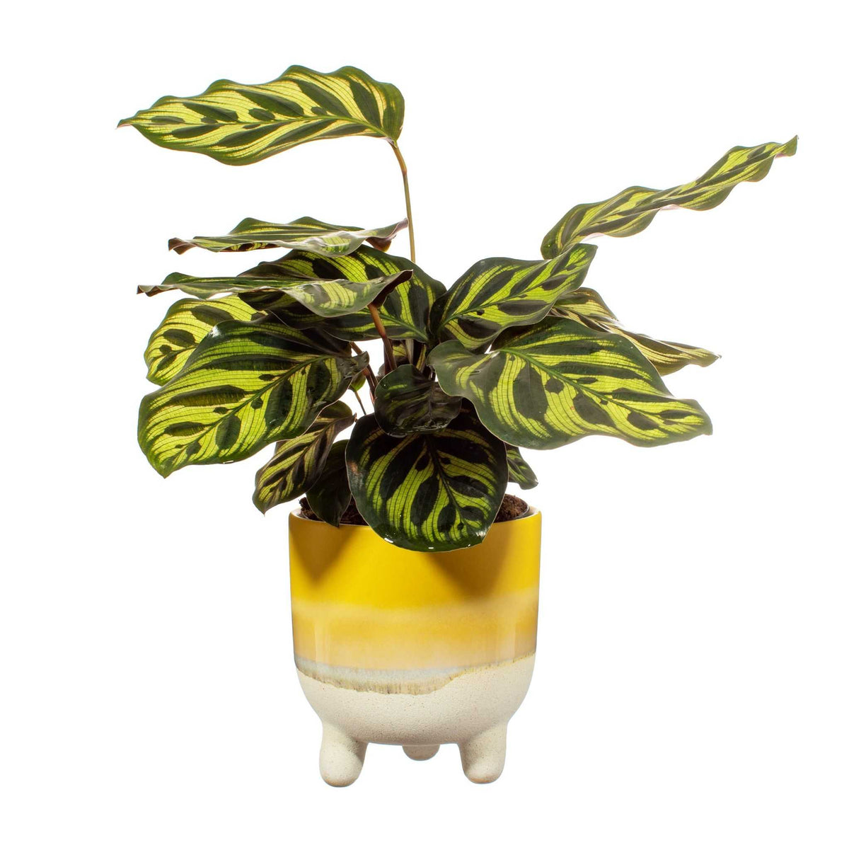 Κασπό Mojave Glaze yellow large